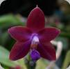 Phal. CTL Pesaro Sunset